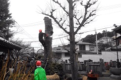 特殊伐採